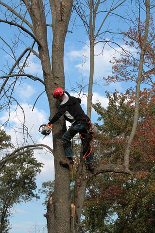 6 Benefits for Organising an Arborist Appointment